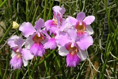 
The Singapore National Orchid Garden features the vanda Miss Joaquim hybrid orchid, Singapores national flower that was discovered in 1893 by Agnes Joaquim in her garden.
